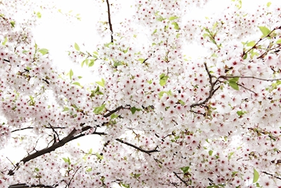 Třešňové květy v bílé barvě