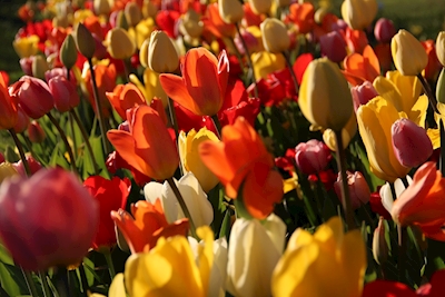 An ocean of tulips