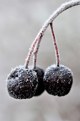 Frosne Aronia bær
