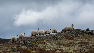 Owce w górach