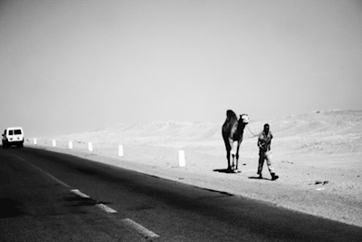 Wielbłąd wzdłuż autostrady