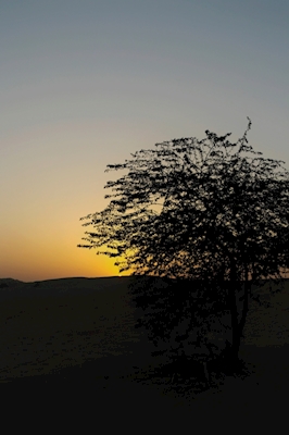 Solnedgång i Dubais öknar