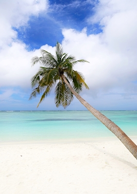 Palmetræ på stranden