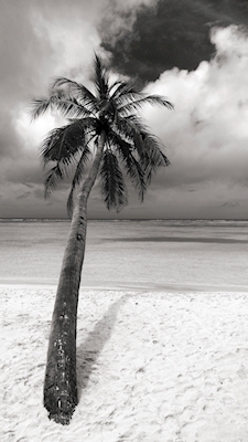 Palmetræ