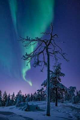Auroras and old tree