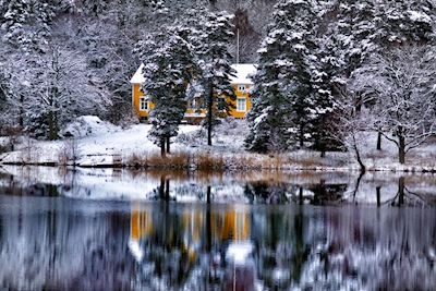 Winter Beauty 