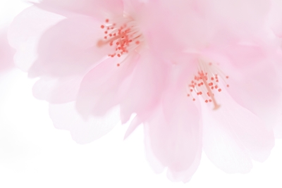 Flores de cerezo rosadas