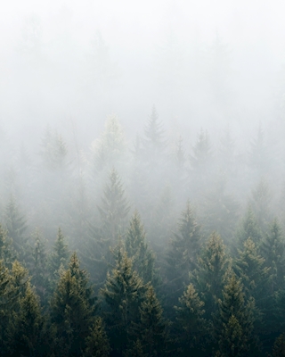 Une forêt pleine de brouillard