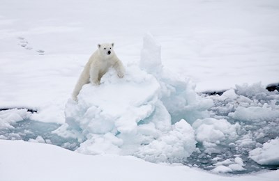 Curioso cucciolo di orso polare