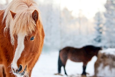 Cavalos islandeses