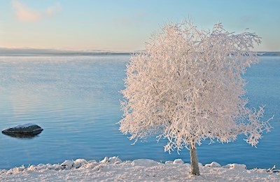Frostiger Baum bei Siljan