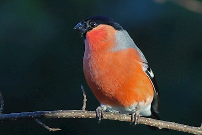 Bullfinch