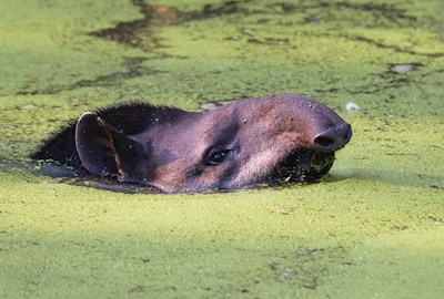 a tapir taking a bath