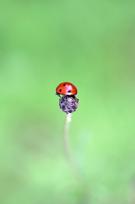 Ladybug on top
