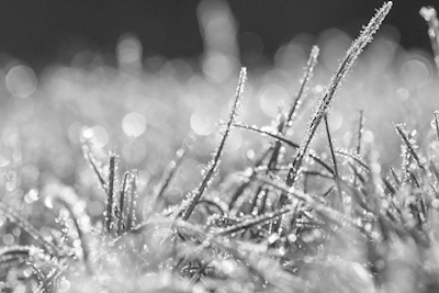 Gressstrå med frost