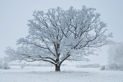Oak in winter