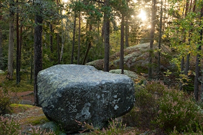 Kivi ja metsä aamun valossa
