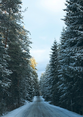 Strada della foresta