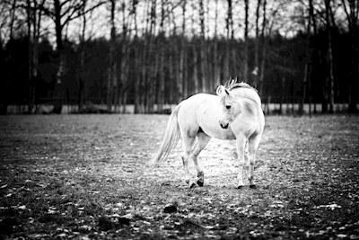 Pony in bianco e nero