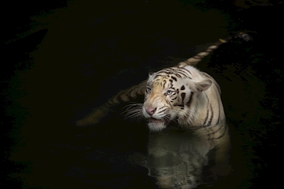 Swimming tiger