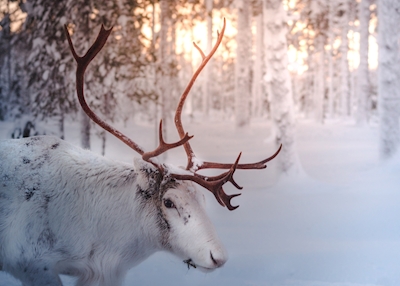 Reindeer in the sunset 