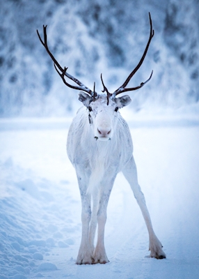 Hvit reinsdyr