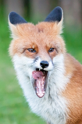 Foxy close-up