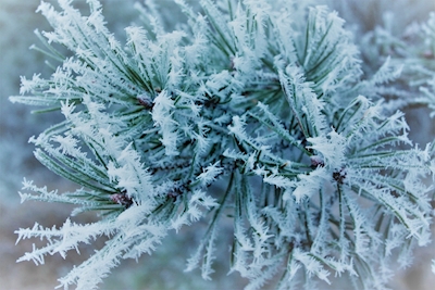 frosty pinetree