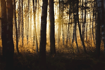 Magi i skoven