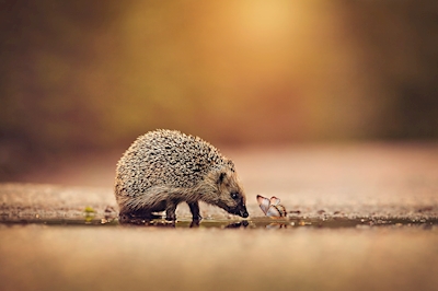 Hedgehog with friend