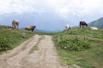 vaches et montagnes en Géorgie