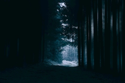 Mystisk skog