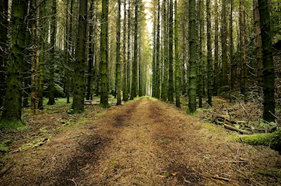 Uma estrada florestal sueca