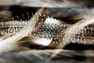 Feathers 2