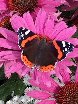 Farfalla su rudbeckia