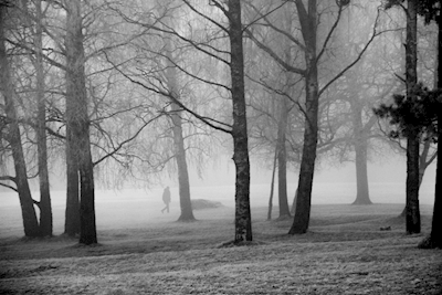 Entre le brouillard et les arbres