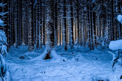 Het Bos van de winter