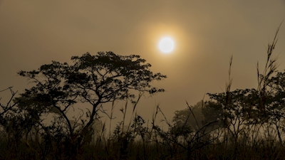 Tåket morgen på savannen