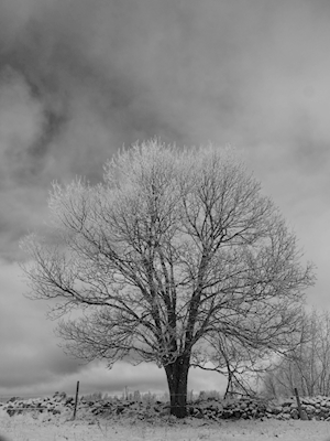 De bomen van de winter