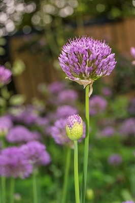 Vacker Allium
