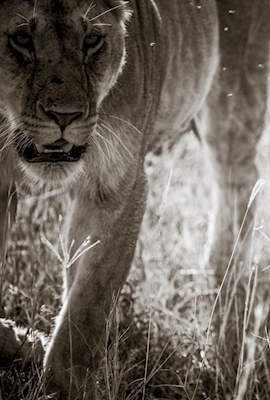 Lioness Close Encounter