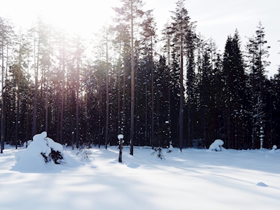 Forêt de Norrland