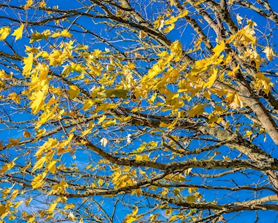 Cielo e autunno