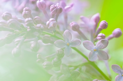 Violetit kevätkukat