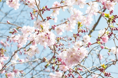 Japanse kersenboom