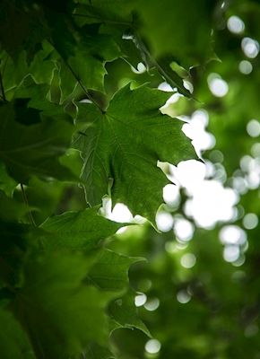 Maple leaf in light
