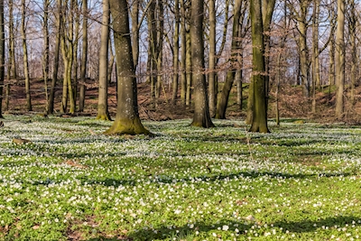 Kevät Skånessa metsävuokkojen kera