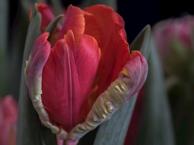 Papegøye tulipan