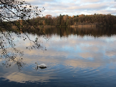 Svan i sjön