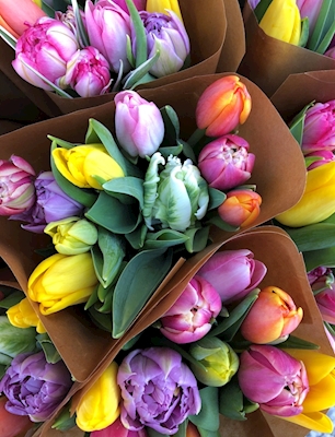 Un mazzo di tulipani